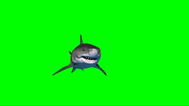 Καρχαρίας Κολύμβηση Πράσινη Οθόνη — Αρχείο Βίντεο