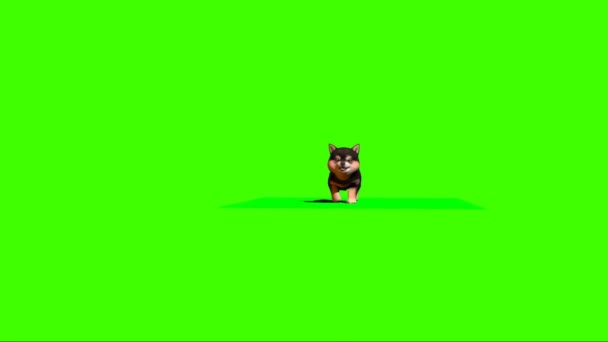 Yeşil Ekranda Yürüyen Köpek — Stok video