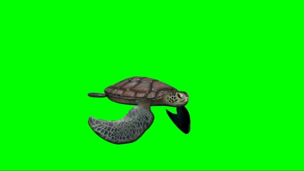 Turtle Swimming Green Screen — Stock Video