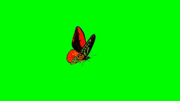 Mariposa Volando Pantalla Verde — Vídeos de Stock