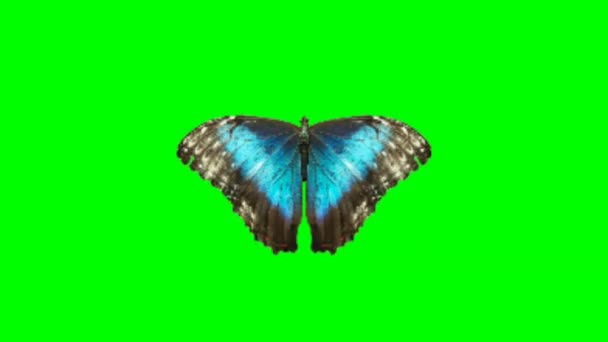 緑の画面で蝶の飛行 — ストック動画