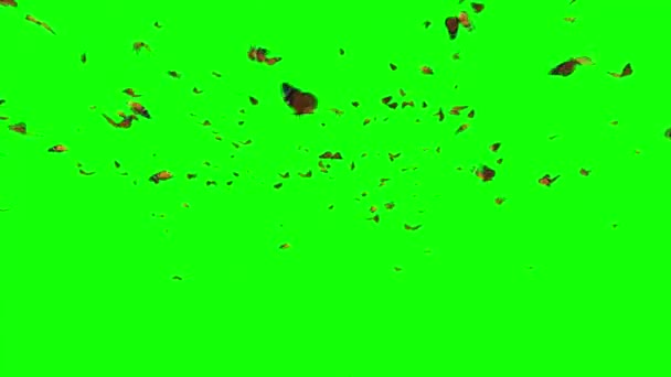 蝴蝶成群结队地在绿幕上飞翔 — 图库视频影像
