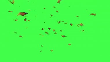 Yeşil Ekranda Uçan Kelebek Sürüsü
