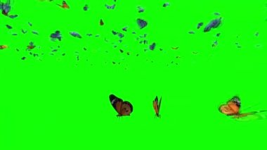 Yeşil Ekranda Uçan Kelebek Sürüsü