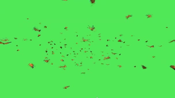Swarm of Butterflies Flying on Green Screen
