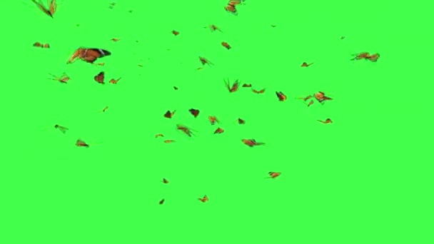 Svärm Fjärilar Flyger Grön Skärm — Stockvideo
