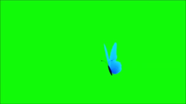 Kelebek Yeşil Ekranda Uçuyor — Stok video
