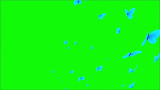 Essaim Papillons Volant Sur Écran Vert — Video
