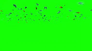 Yeşil Ekranda Uçan Kelebek Sürüsü