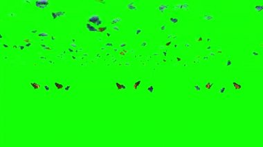 Yeşil Ekranda Uçan Kelebek Sürüsü