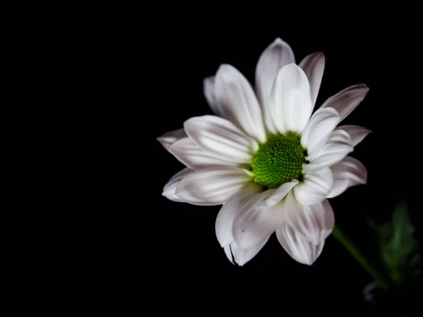 黒の背景にデイジーの花 — ストック写真