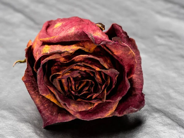Rose Rouge Sèche Sèche — Photo