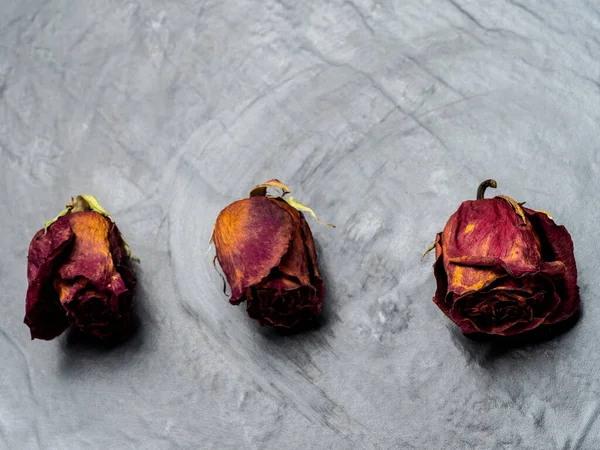 Dried and withered red rose.