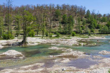 Nehrin yanında yetişen ağaçların vahşi manzarası