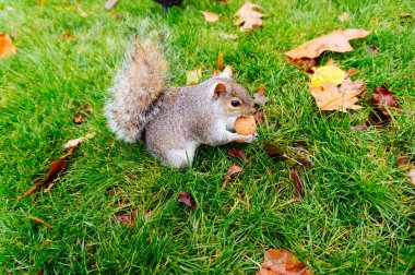 Kahverengi sincap sonbaharın yaprakları arasında fındık tutuyor.