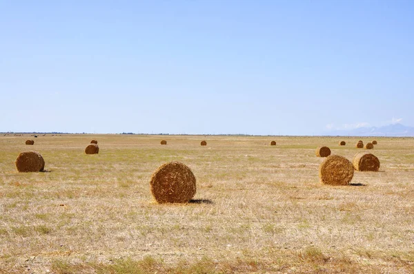 Balskörd — Stockfoto