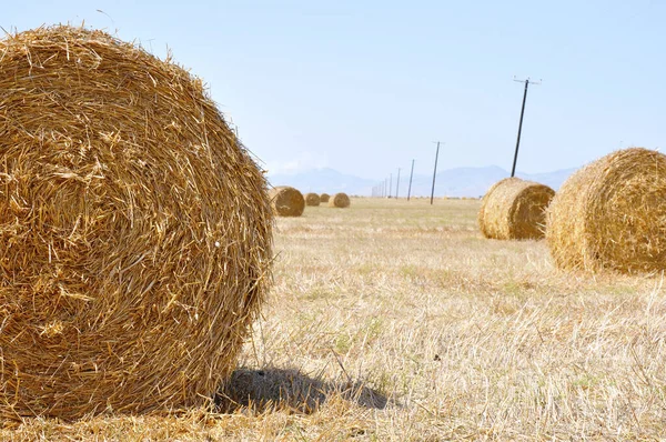 Bales harvest — Stock Photo, Image