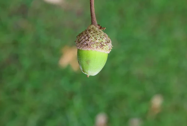 Pretty Hanging Green Acorn — Stock Photo, Image