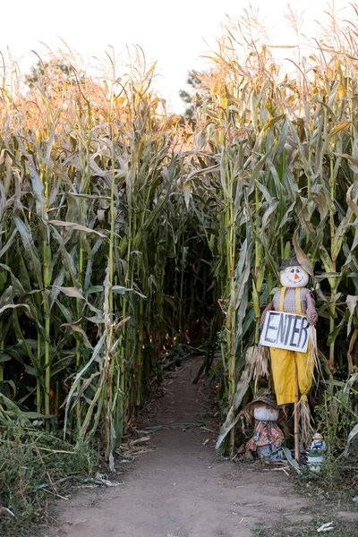 Corn Maze ingången vid Detering gård Eugene Oregon — Stockfoto