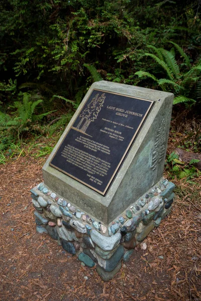 Lady Bird Johnson Grove Trilha na Califórnia Redwoods National Pa — Fotografia de Stock