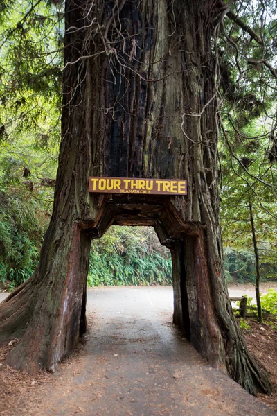 Excursão através da árvore Califórnia Redwoods Klamath Ca — Fotografia de Stock