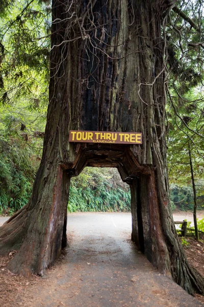 Excursão através da árvore Califórnia Redwoods Klamath Ca — Fotografia de Stock