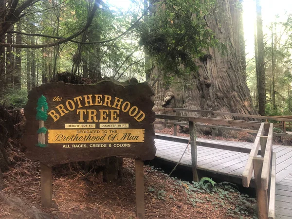 Árboles del Misterio Klamath California Redwoods on Coast — Foto de Stock