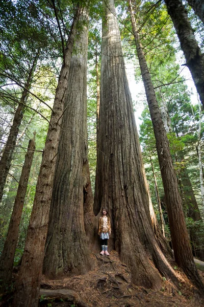 Niños Senderismo en Lady Bird Johnson Grove Trail California Redwoods — Foto de Stock