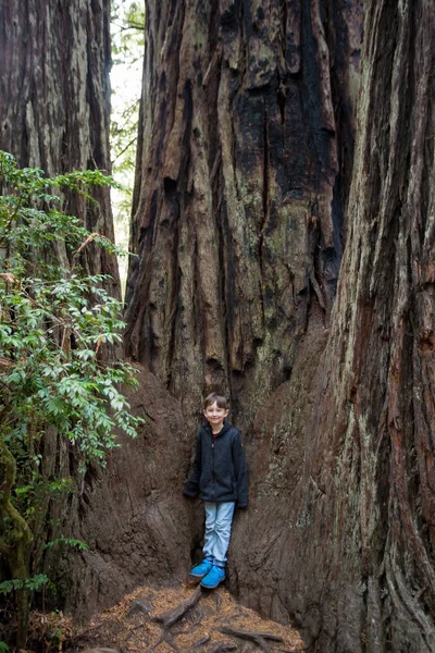 Caminhadas para crianças em Lady Bird Johnson Grove Trail California Redwoods — Fotografia de Stock