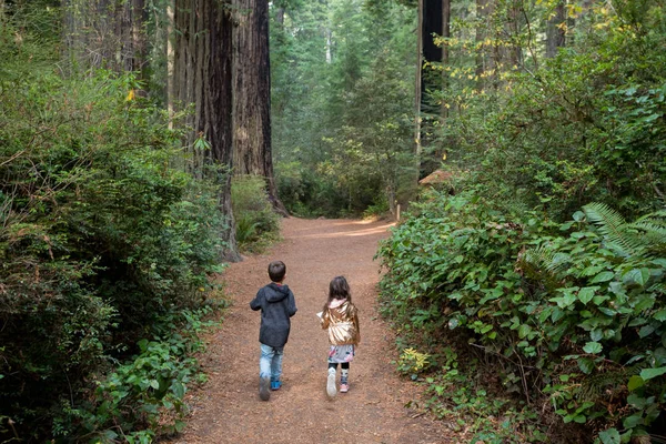 Bambini escursionismo a Lady Bird Johnson Grove Trail California Redwoods — Foto Stock