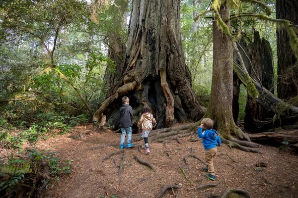 Kinderen wandelen op Lady Bird Johnson Grove Trail California Redwoods — Stockfoto