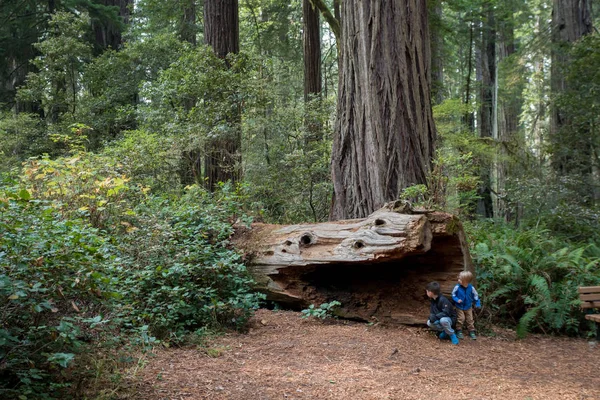 Bambini escursionismo a Lady Bird Johnson Grove Trail California Redwoods — Foto Stock