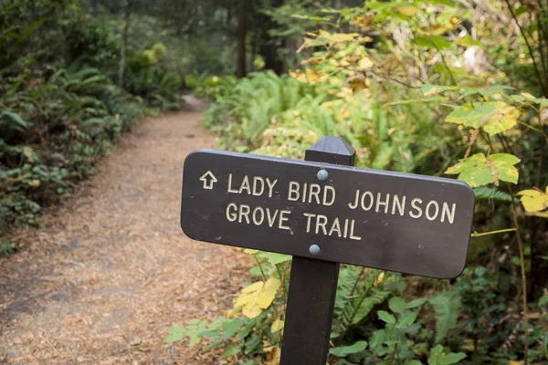 伯德·约翰逊夫人小道在加州红杉国家公园在该州西北角. 免版税图库图片
