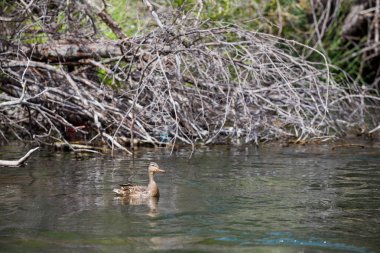 Mayıs ayında Aşağı Deschutes Nehri Oregon Fly Balıkçılık Trip