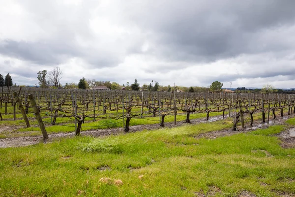 Våt vingård efter vårregn Stormar Sonoma Kalifornien — Stockfoto