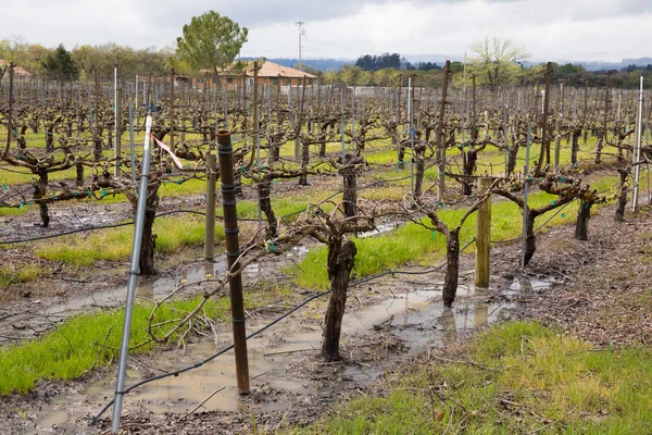 Vinhedo molhado após tempestades de chuva de primavera Sonoma Califórnia — Fotografia de Stock