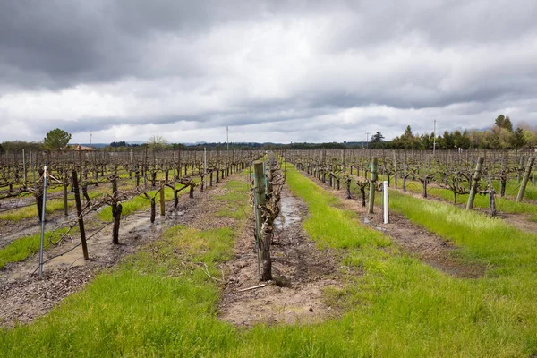 Вологий виноградник Після весняних дощів у Сономі (Каліфорнія) — стокове фото