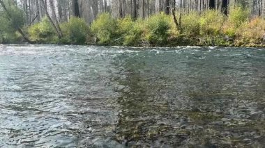 Yukarı McKenzie Nehri, Oregon Nehri yakınlarındaki Holiday Farm Fire 'da doğal olarak akıyor. Burası sinek avlamak için harika bir yer. Yüksek kaliteli FullHD görüntüler