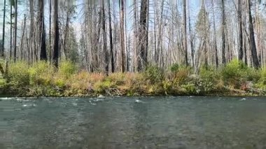Yanan ağaçlar, Oregon 'daki Yukarı McKenzie Nehri' nde 2020 'deki orman yangını sırasında büyük hasara yol açtı..