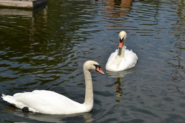 two swans in the water