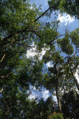 Arvores com ceu ao fundo.