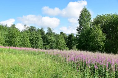 Açık bir yaz günü. Ormanın kıyısındaki ateş otları..