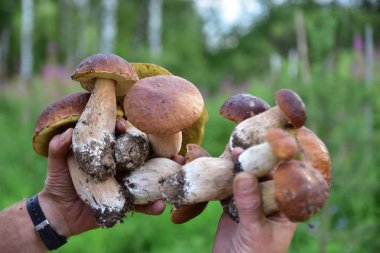 Mantarlar bir adamın ellerinde