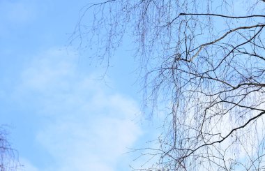 Birch branches against the blue  