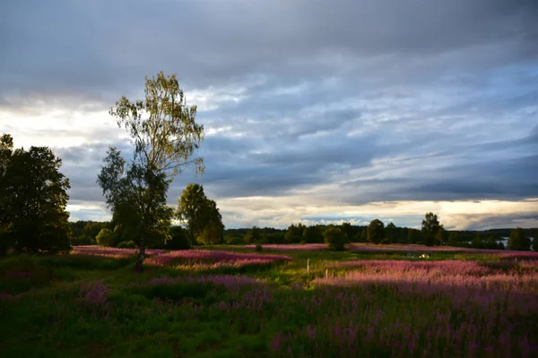 Field Strewn Purple Flowers Storm — Stock Photo, Image