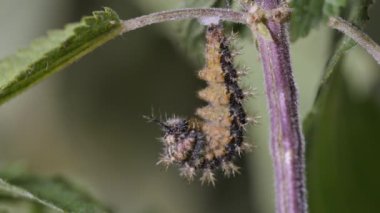 Haritadaki tırtılın pupaya dönüşme zamanı.