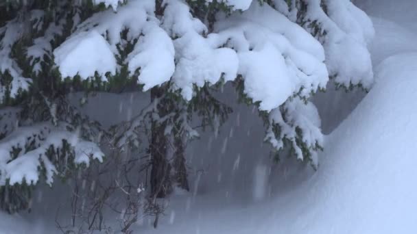 雪落在冷杉枝上 冬天落在森林里 — 图库视频影像