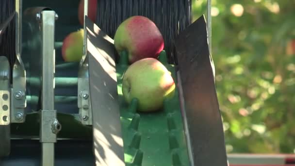 Äpfel Auf Der Erntemaschine Aus Nächster Nähe Stock-Filmmaterial