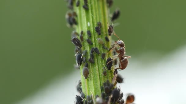 蚂蚁养殖蚜虫的特写镜头 图库视频