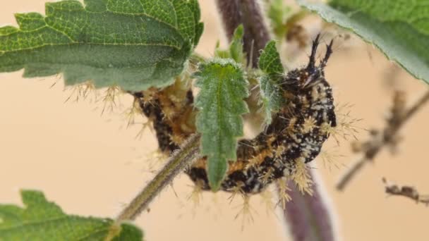 Detail Map Caterpillar Feeding Stinging Nettles Leaves — Stock Video